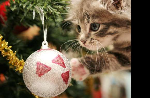 Playful Holiday Cat -