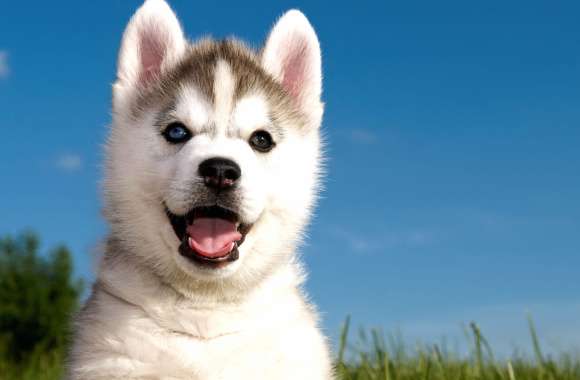 Playful Husky Puppy -