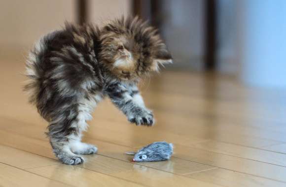 Playful Kitten in wallpapers hd quality