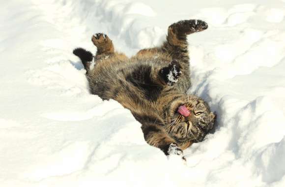 Playful Kitten in Snow -