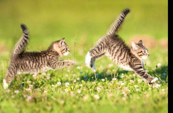 Playful Kittens Adorable