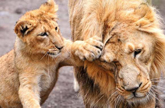 Playful Lion Cub and Parent - wallpapers hd quality