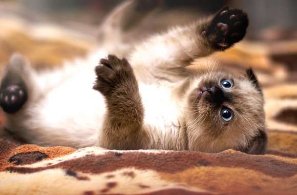 Playful Paws - HD Cat Wallpaper