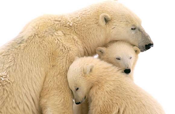 Polar Bear Family