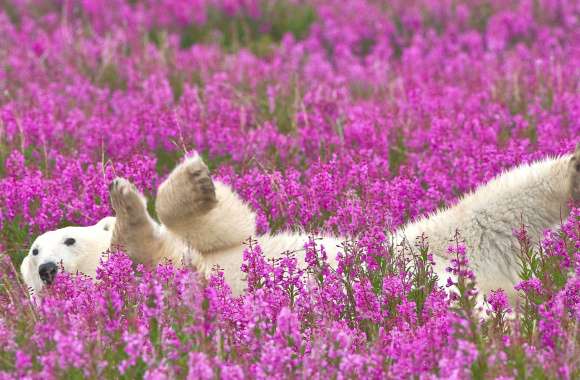 Polar Bear in Pink Flower Fields