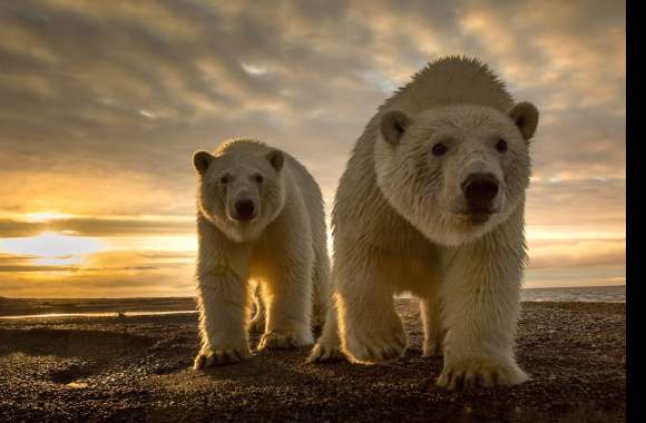 Polar Bears at Sunset