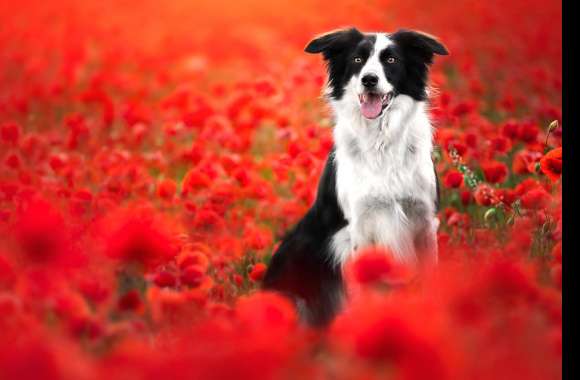 Poppy Animal Border Collie wallpapers hd quality