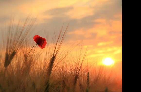 Poppy at Sunset in Wheat Field -