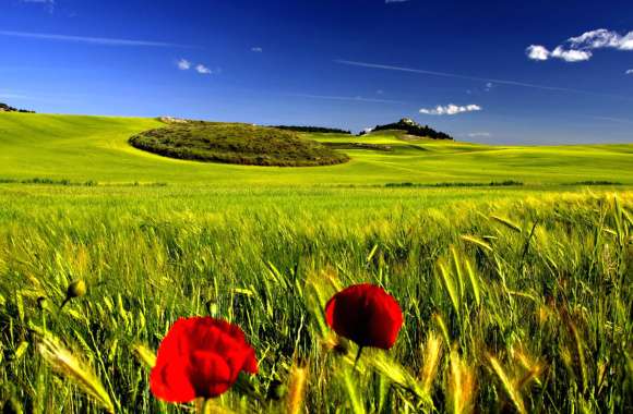 Poppy Landscape Nature Flower