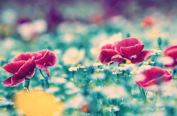 Poppy White Flower Red Flower Field Blur Nature Flower