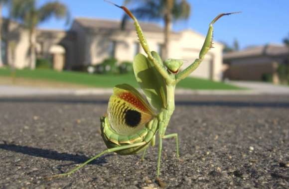 Praying Mantis Majesty -