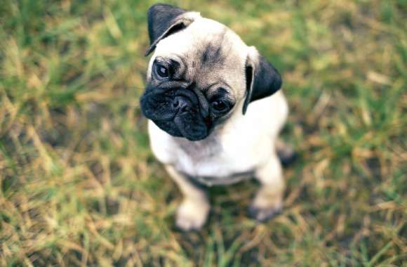 Precious Pug HD Animal Wallpaper wallpapers hd quality