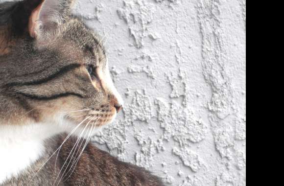 Profile Cat wallpapers hd quality