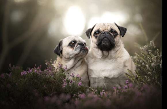 Pug Companions in Nature -