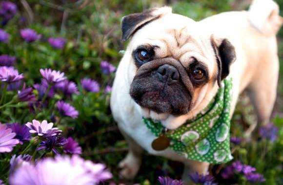 Pug in Flower Garden