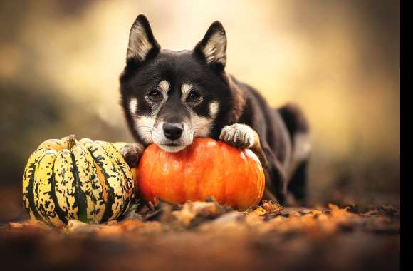 Pumpkin Animal Dog