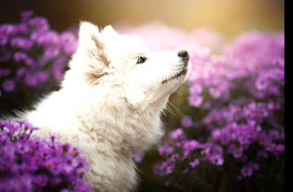 Puppy Among Purple Flowers wallpapers hd quality