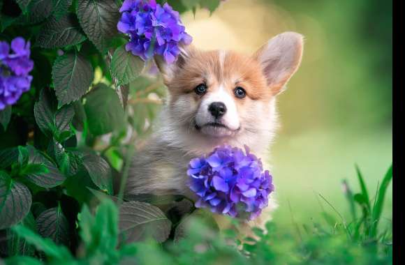 Puppy Animal Corgi wallpapers hd quality