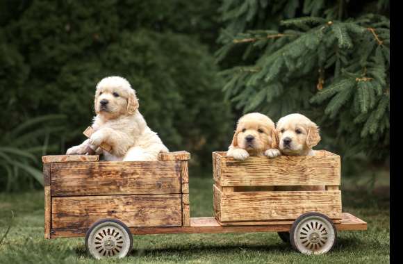 Puppy Animal Golden Retriever