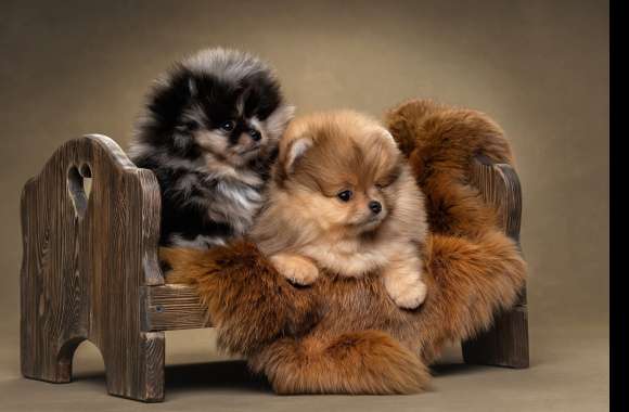 Puppy Animal Pomeranian