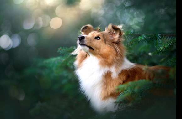 Puppy Animal Shetland Sheepdog