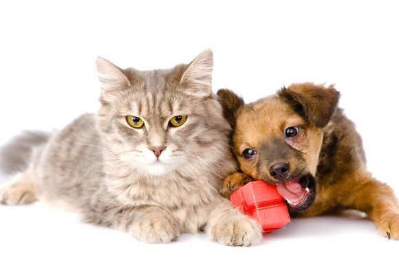 Puppy Gift Dog Cat Animal Cat & Dog wallpapers hd quality