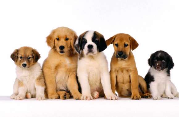 Puppy Parade wallpapers hd quality