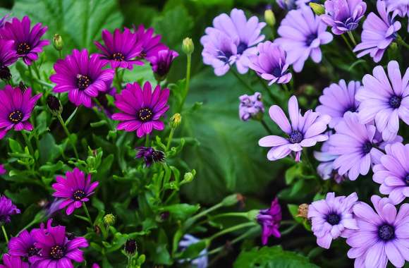 Purple African Daisy A Stunning HD Floral Wallpaper