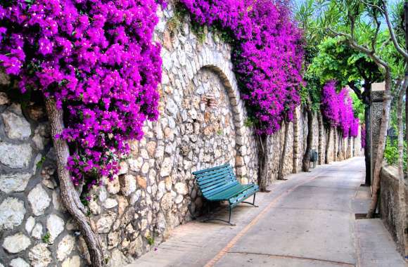 Purple Blossom Path A Stunning