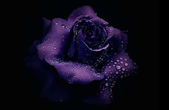 Purple Flower Dew Drop Purple Rose Flower Nature Rose