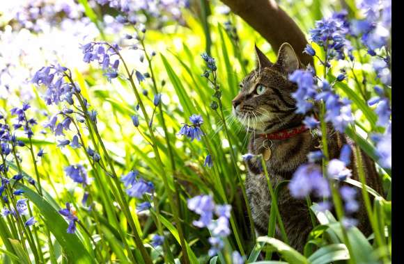 Purple Flower Flower Nature Animal Cat