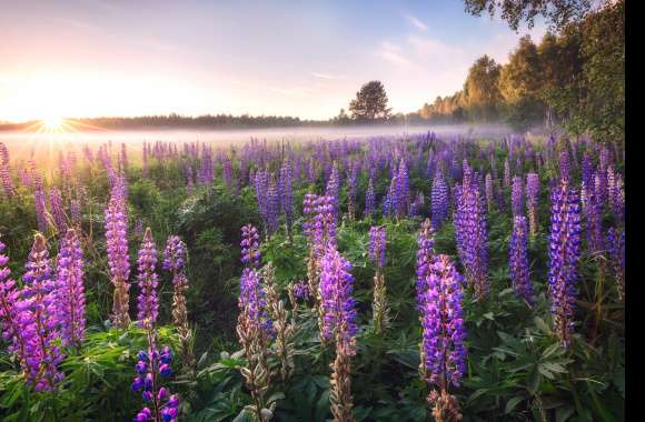 Purple Flower Flower Sunrise Nature Lupine