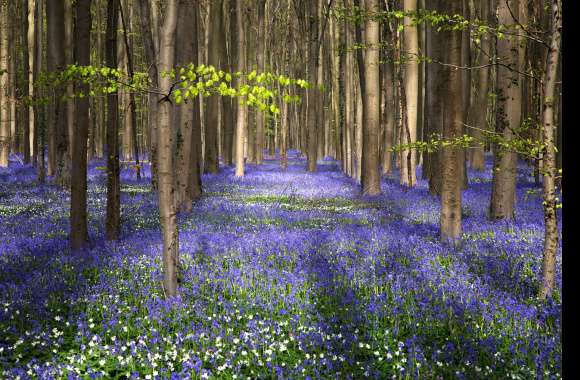 Purple Flower Flower Tree Nature Forest