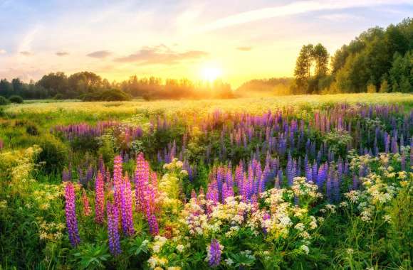 Purple Flower Meadow Sunrise Flower Nature Lupine