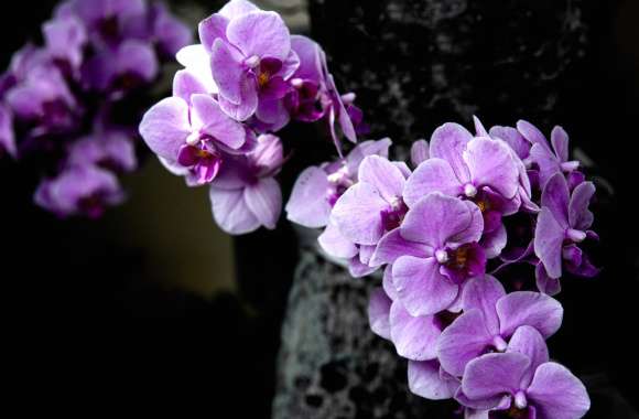 Purple Flower Nature Flower Orchid