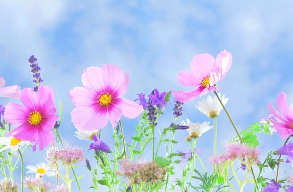 Purple Flower Pink Flower Pastel Cosmos Flower Artistic Spring