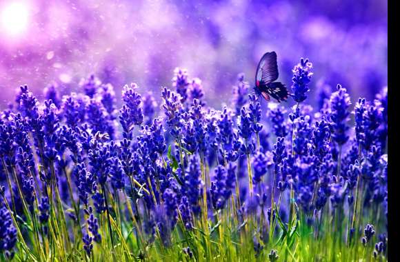 Purple Flower Spring Flower Purple Field Animal Butterfly