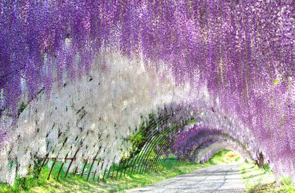 Purple Flower White Flower Tunnel Flower Nature Wisteria