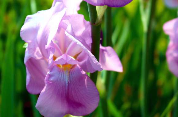 Purple Irises wallpapers hd quality