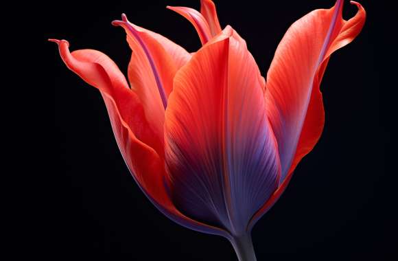 Radiant Red Tulip