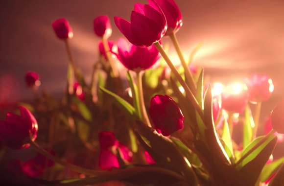 Radiant Tulips in Nature - wallpapers hd quality