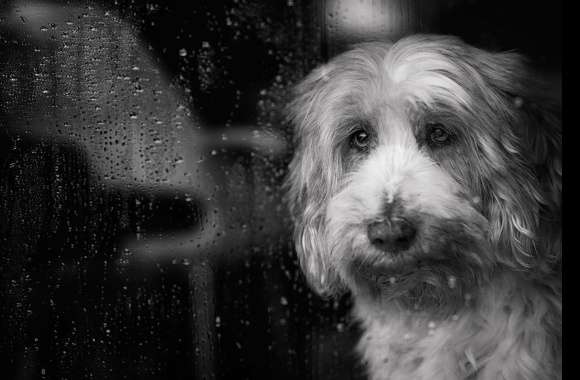 Raindrops Black & White Animal Dog