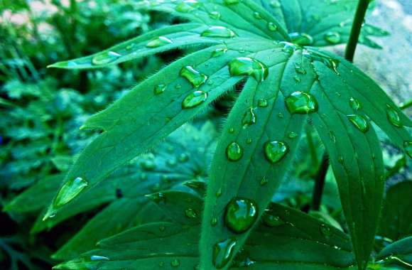 raindrops on leaf