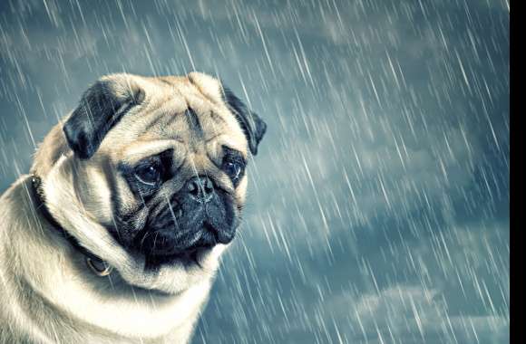 Rainy Day Pug -