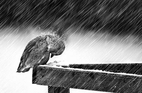 Rainy Day Resilience Bird in the Storm