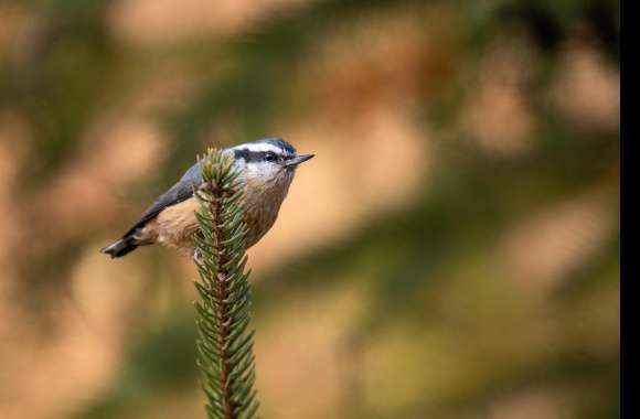 Red-breasted Nuthatch Animal Nuthatch 8k Ultra