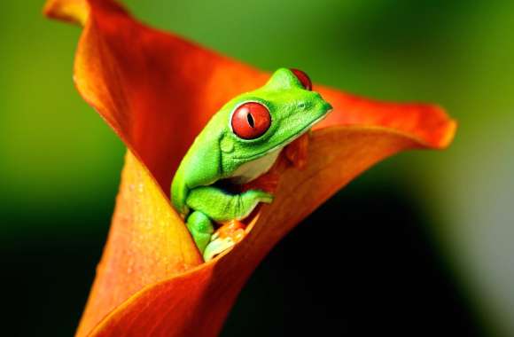 Red-Eyed Tree Frog on Orange Calla Lily wallpapers hd quality