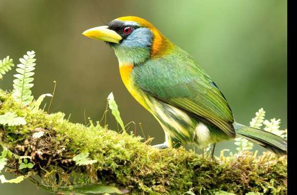 Red-headed Barbet Eubucco Animal Barbet wallpapers hd quality