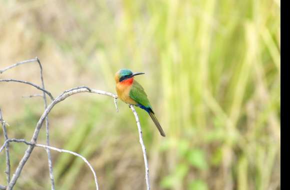 Red-throated Bee-eater Animal Bee-eater Bee-eater