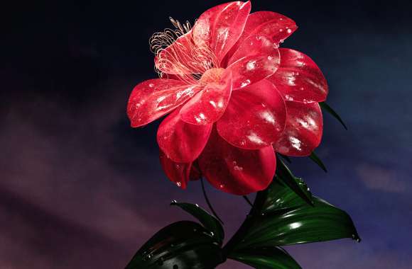 Red flower Bloom wallpapers hd quality